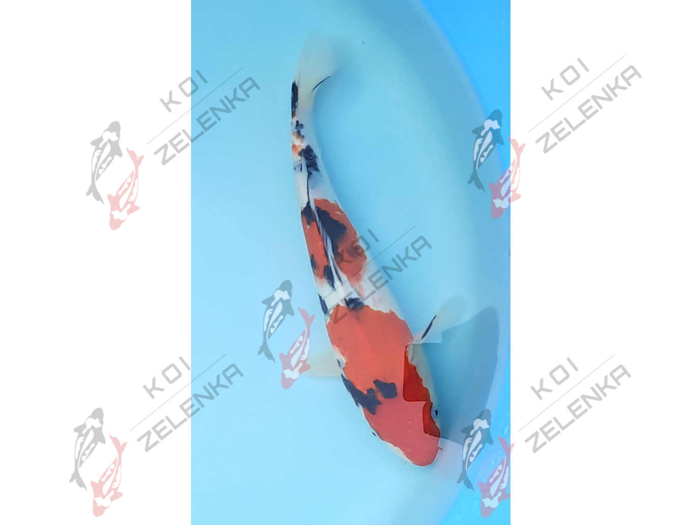 Koi - Showa