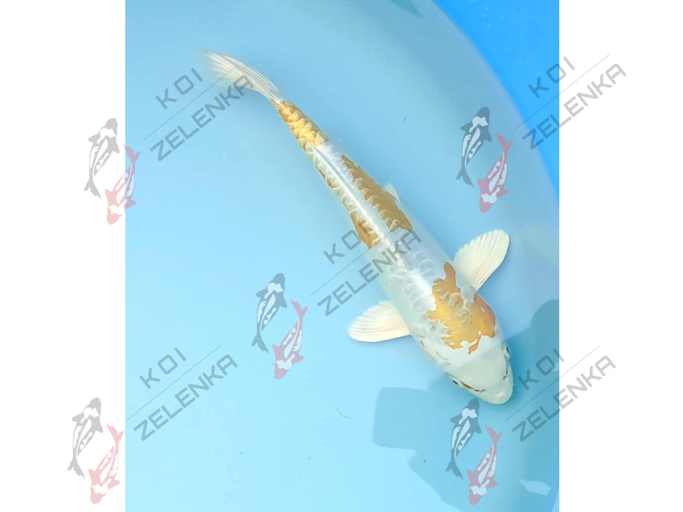 Koi - Hariwake