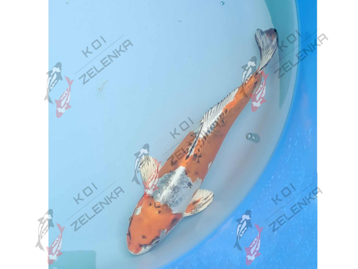 Koi - Benikikokurui