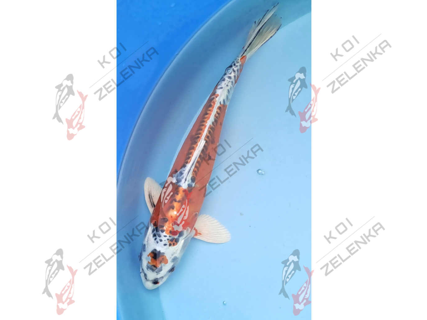 Koi - Benikikokurui