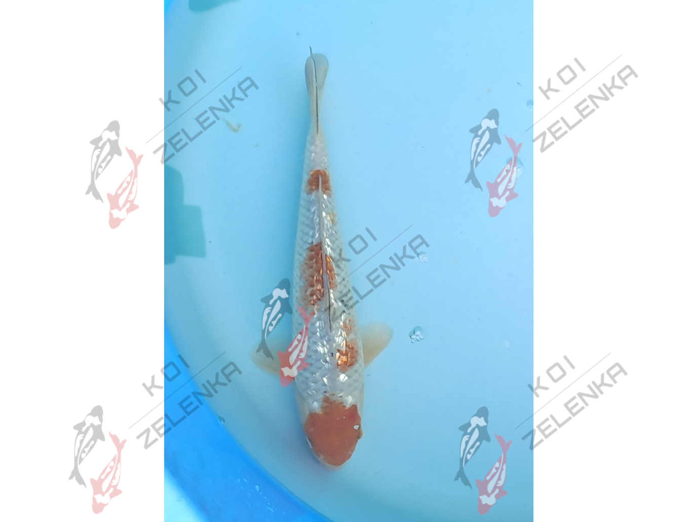 Koi - Ginrin Ochiba