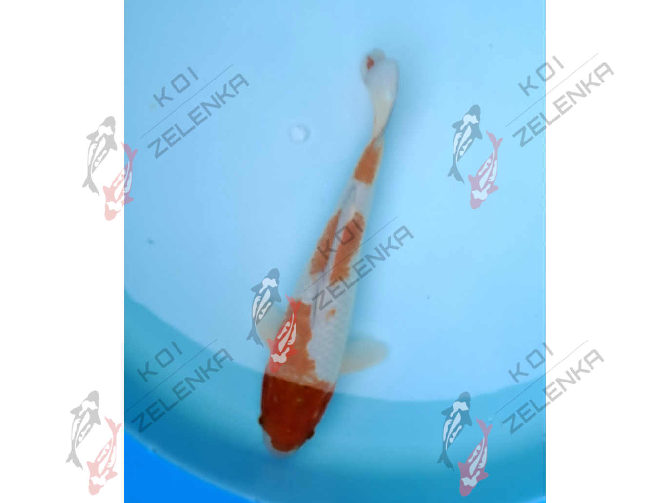 Koi -Ochiba