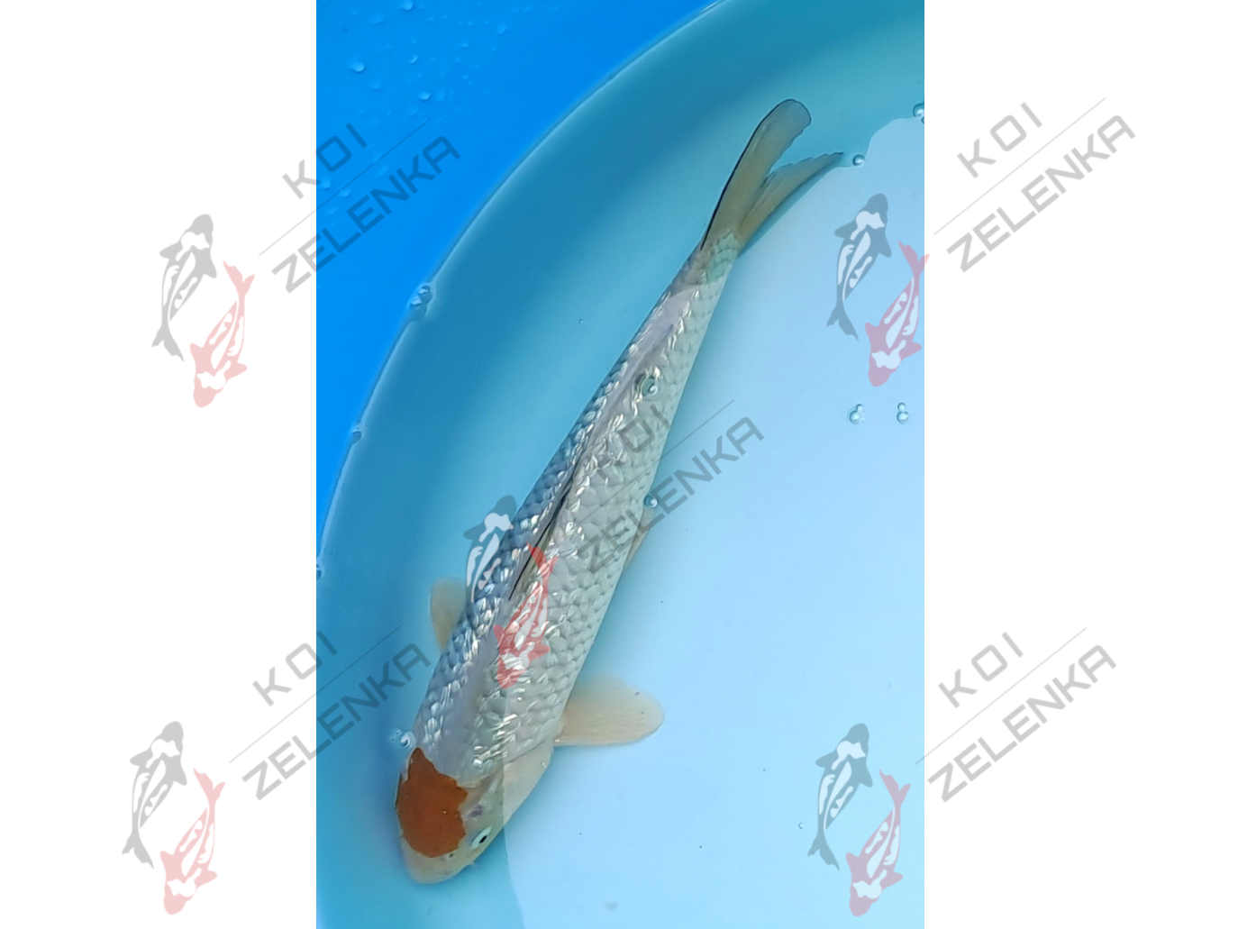 Koi - Tancho Ginrin Ochiba