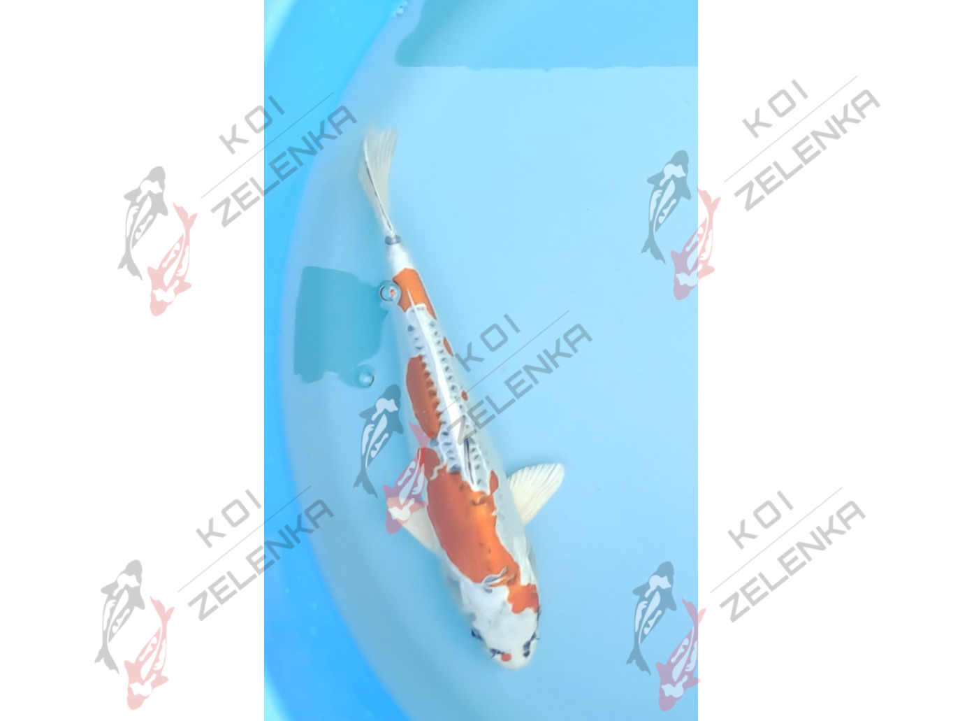 Koi - Benikikokurui
