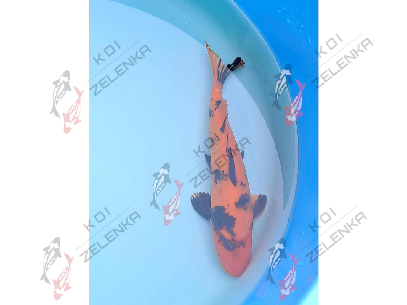 Koi - Hi Utsuri