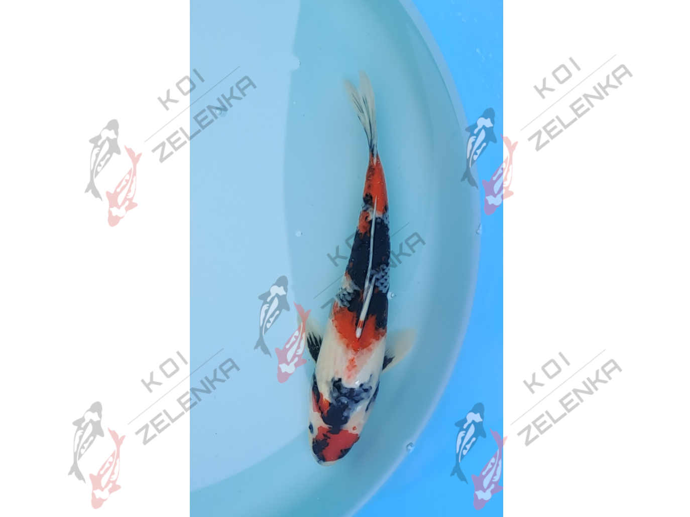 Koi - Showa