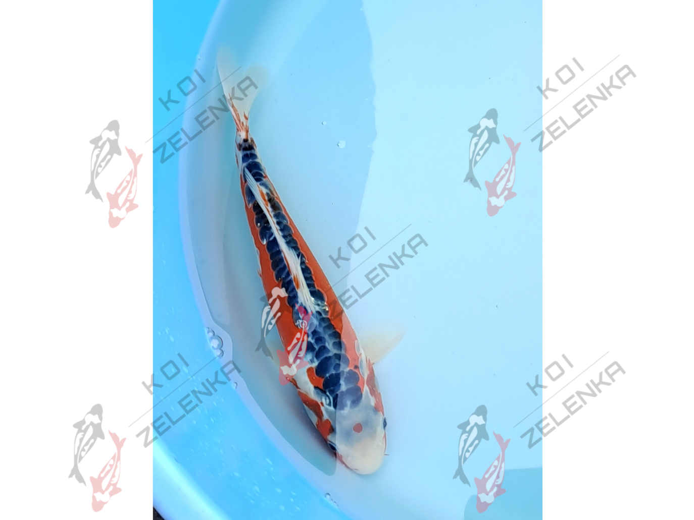 Koi - Shusui