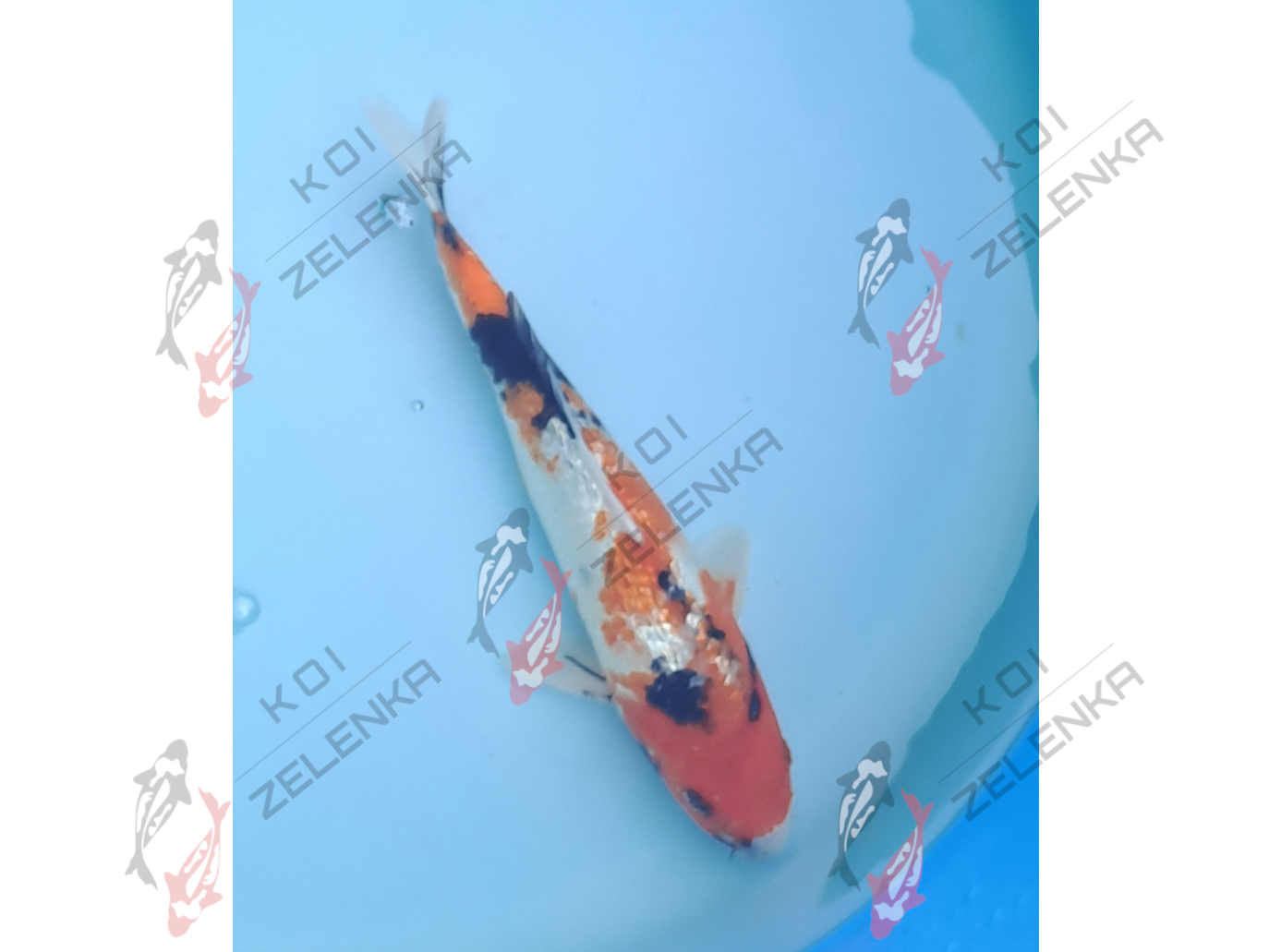 Koi - Ginrin Showa