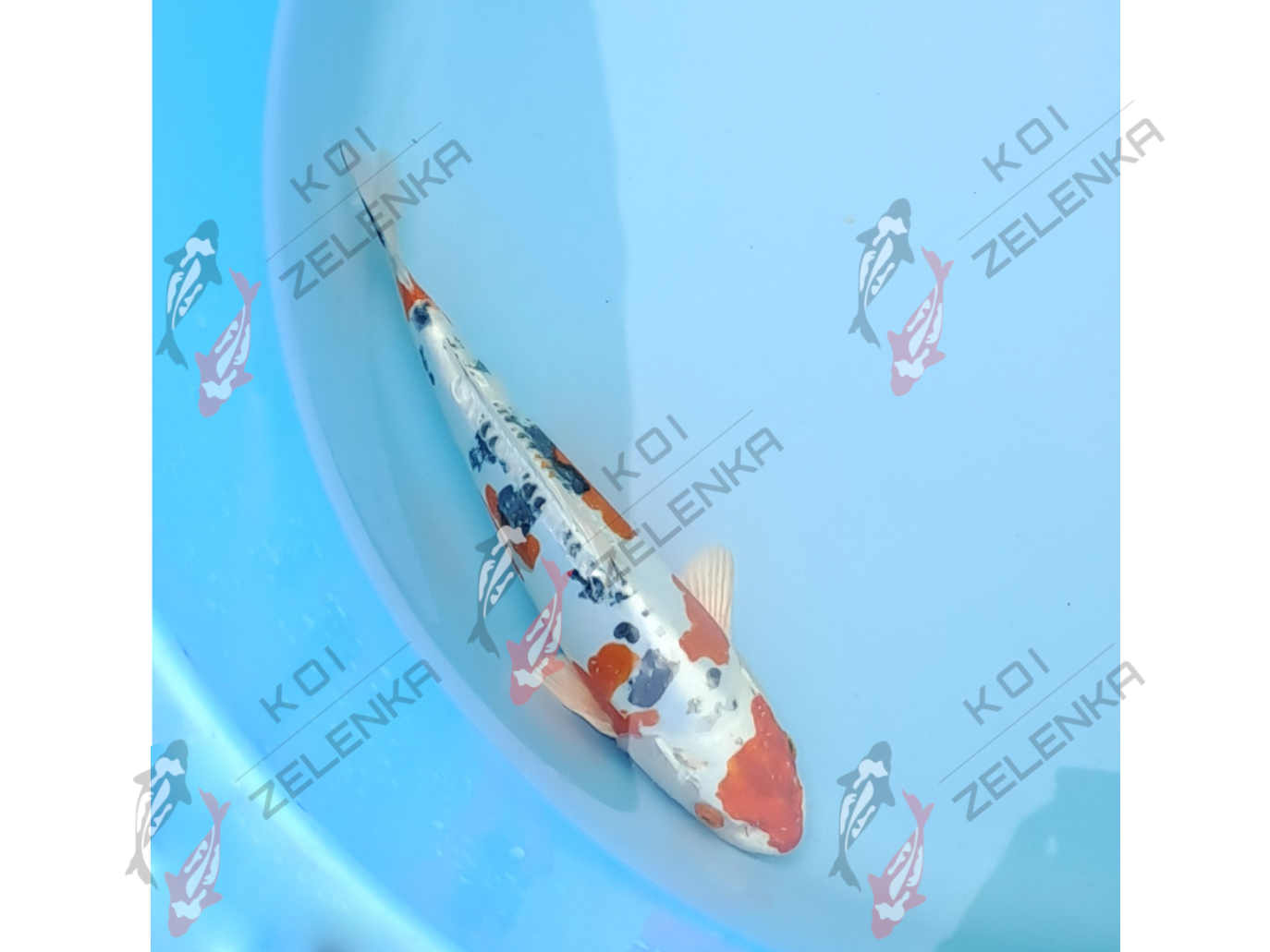 Koi - Yamato Nishiki