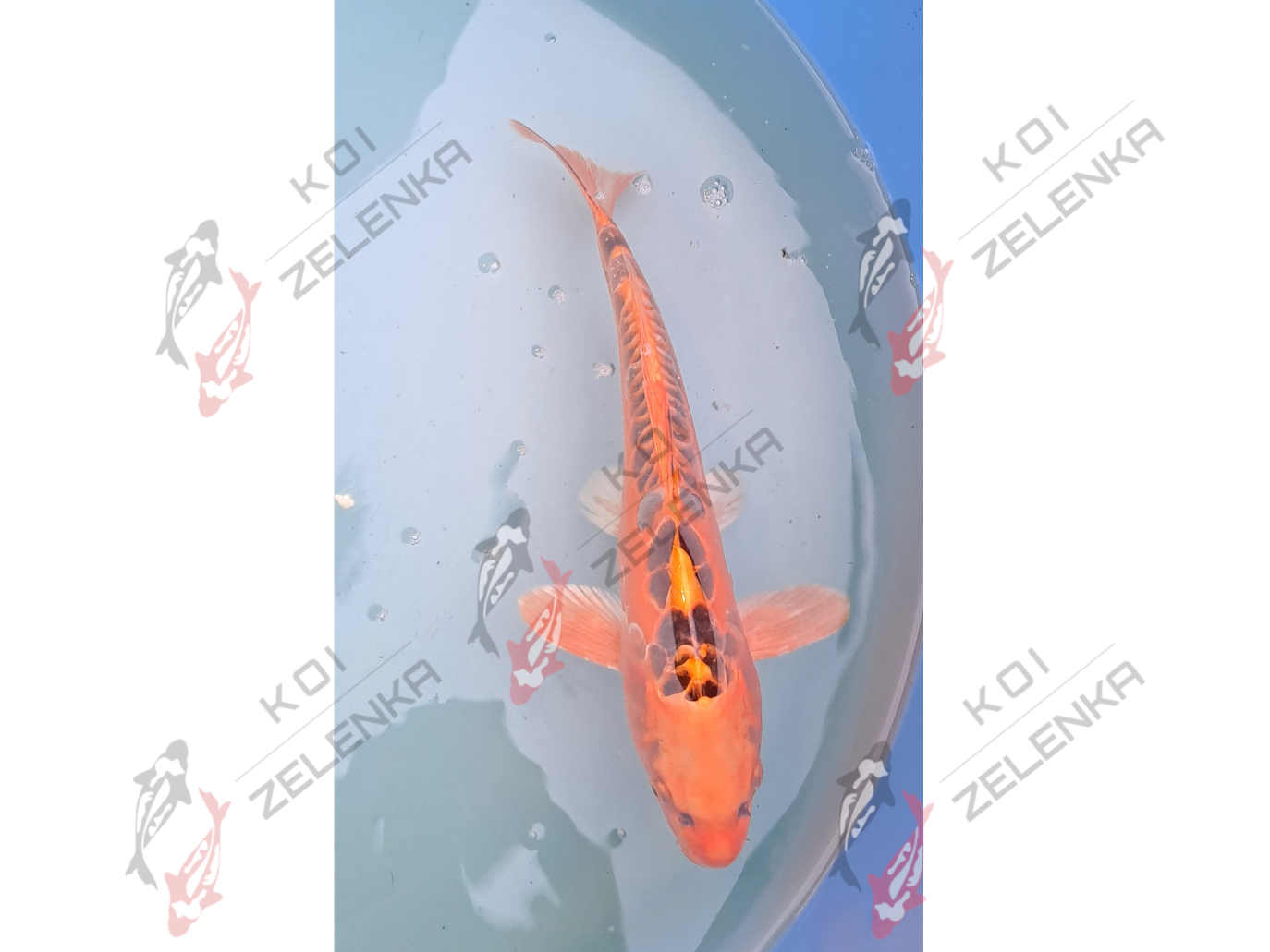 Koi - Mizuho Ogon