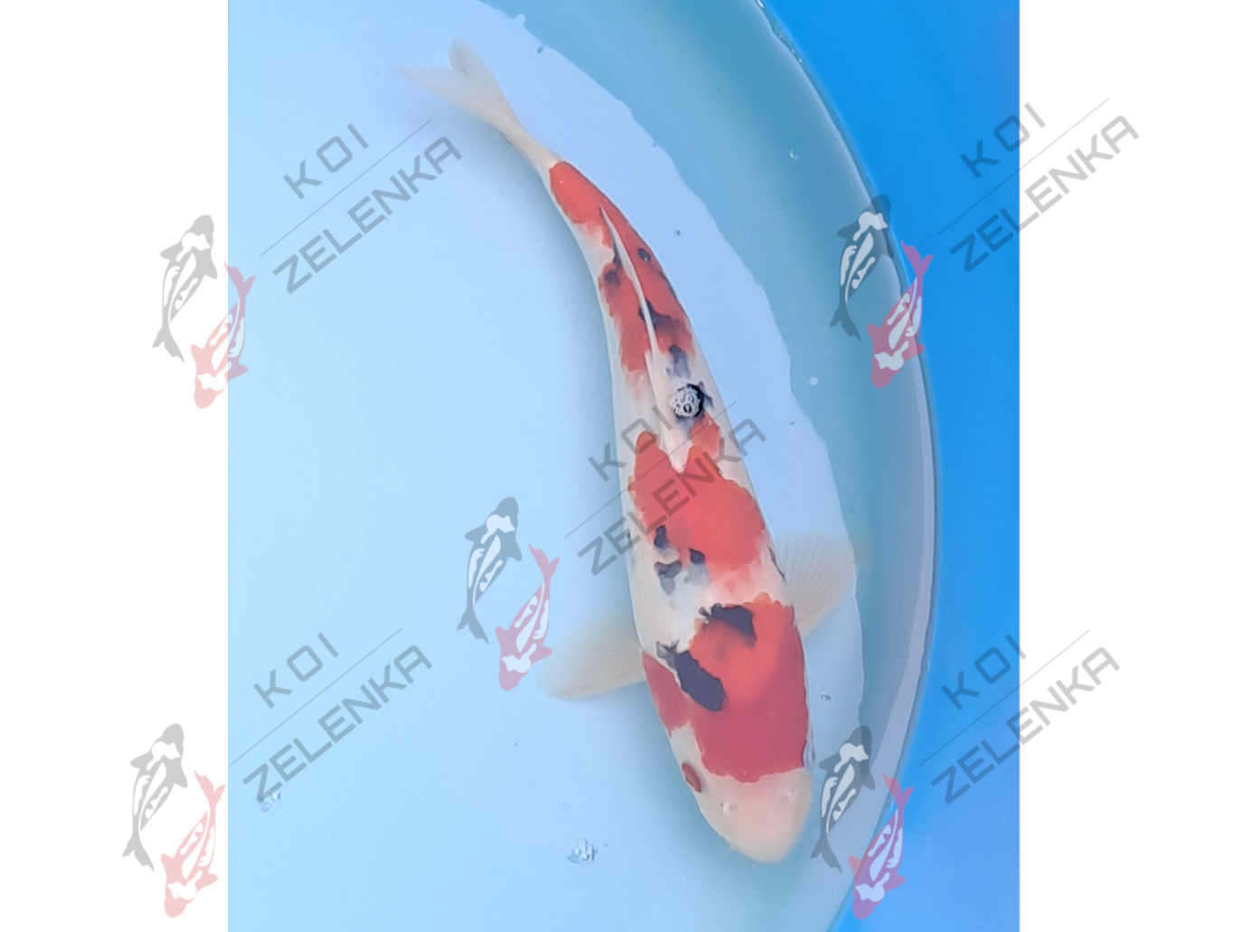 Koi - Showa