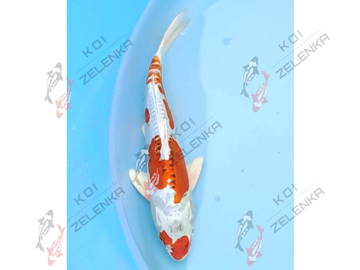 Koi - Benikikokurui