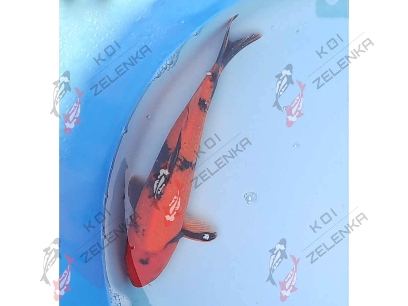 Koi - Hi Utsuri