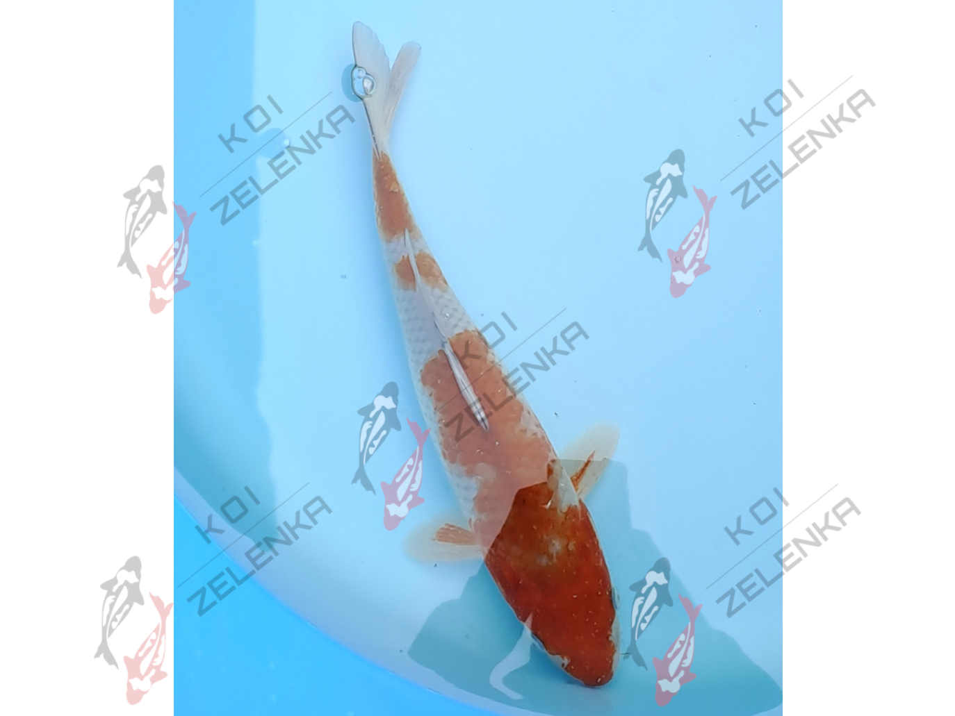 Koi - Ochiba