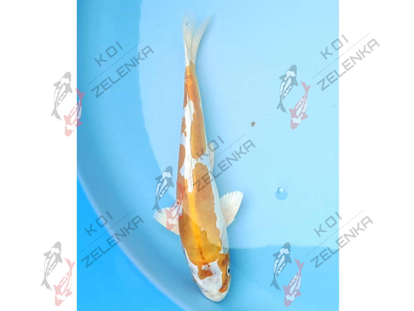 Koi - Hariwake