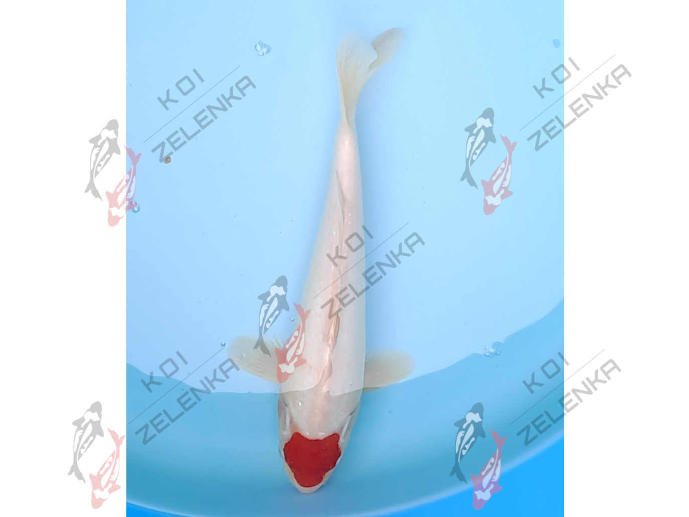 Koi - Tancho