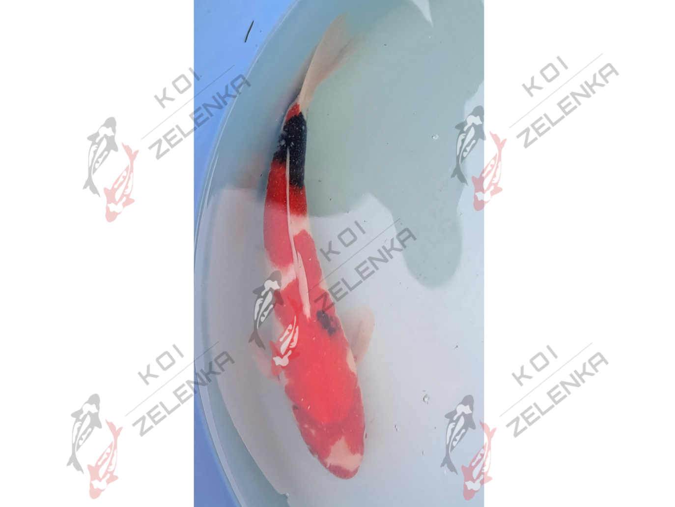 Koi - Showa