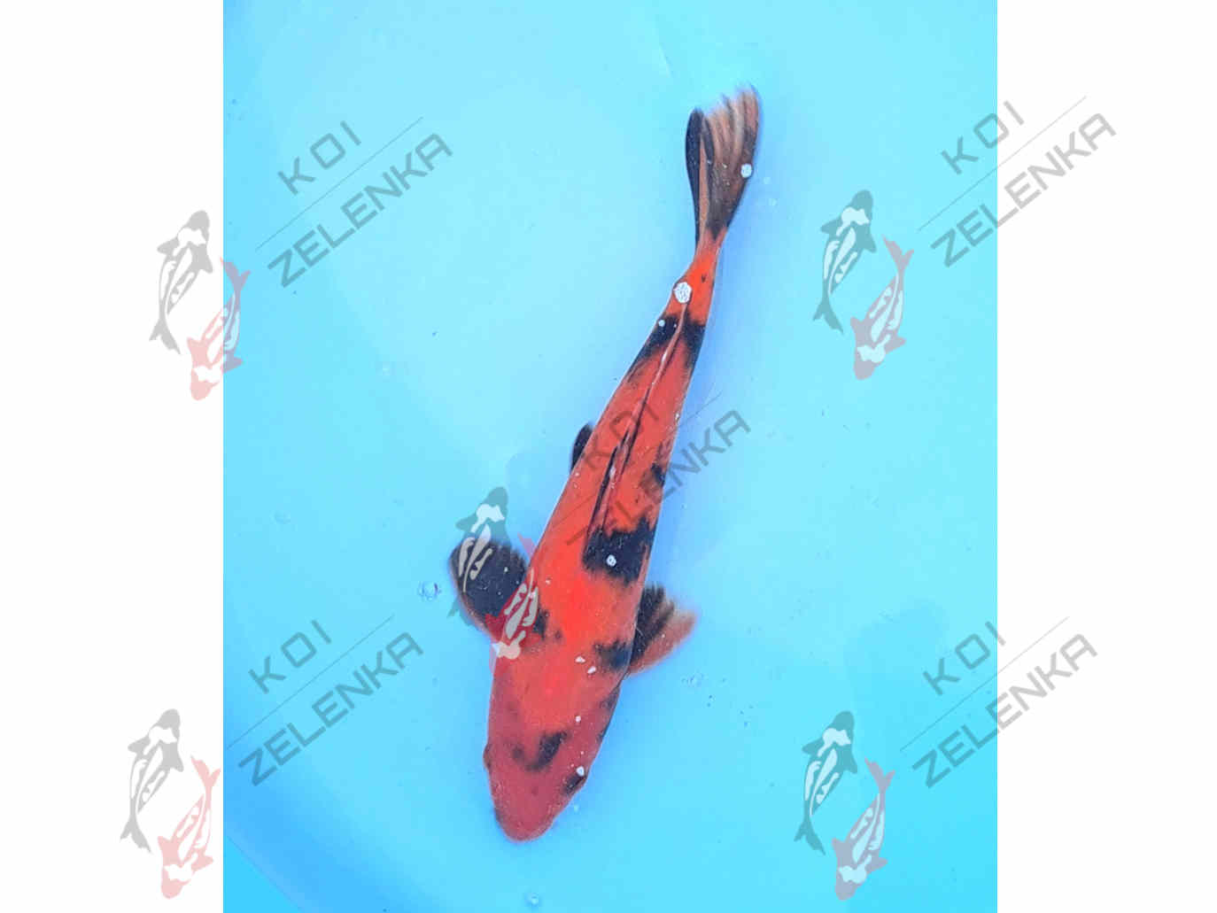 Koi - Hi Utsuri