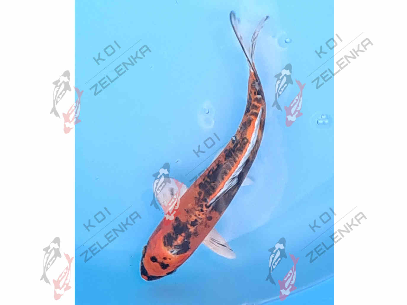 Koi -  Benikikokurui