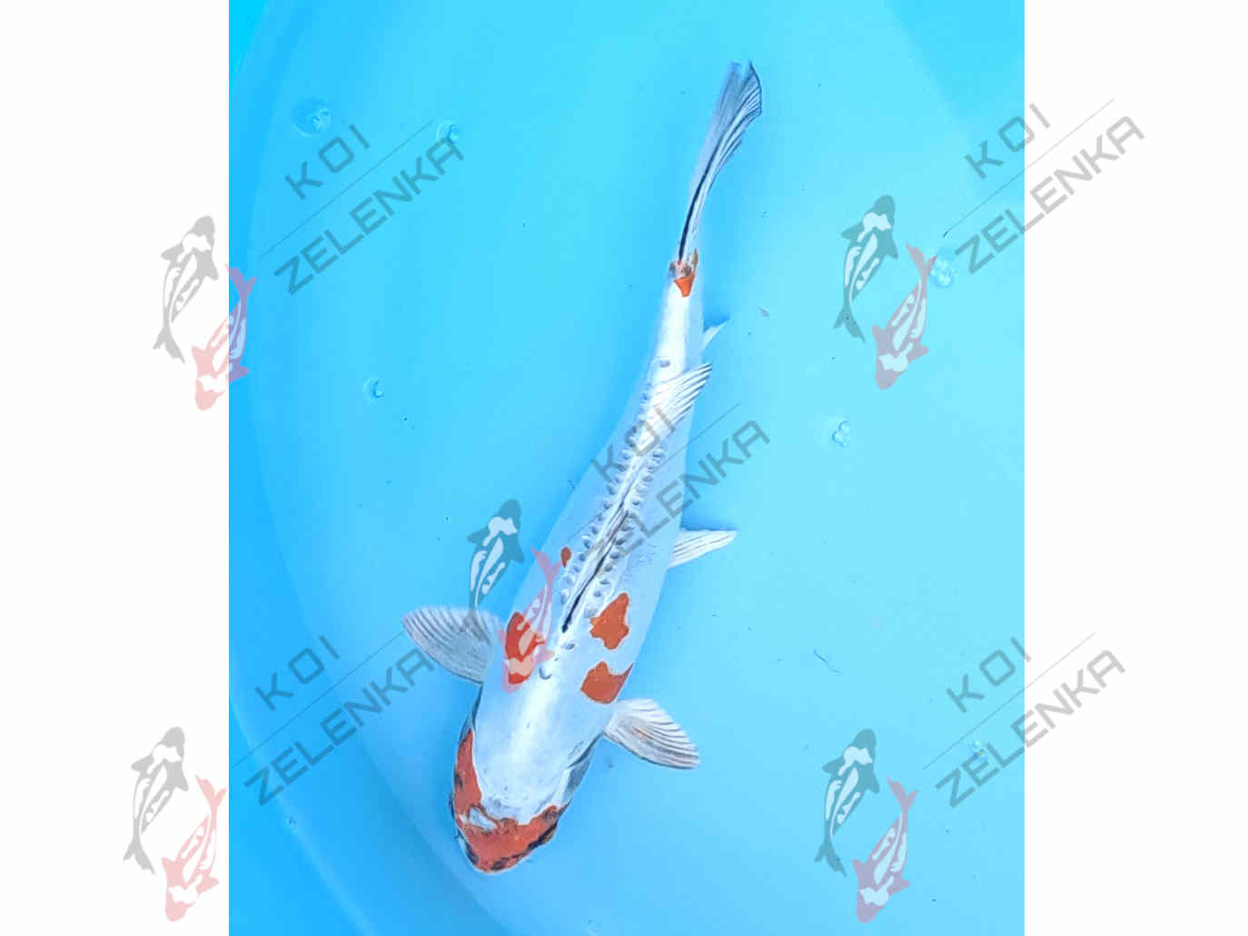 Koi -  Benikikokurui