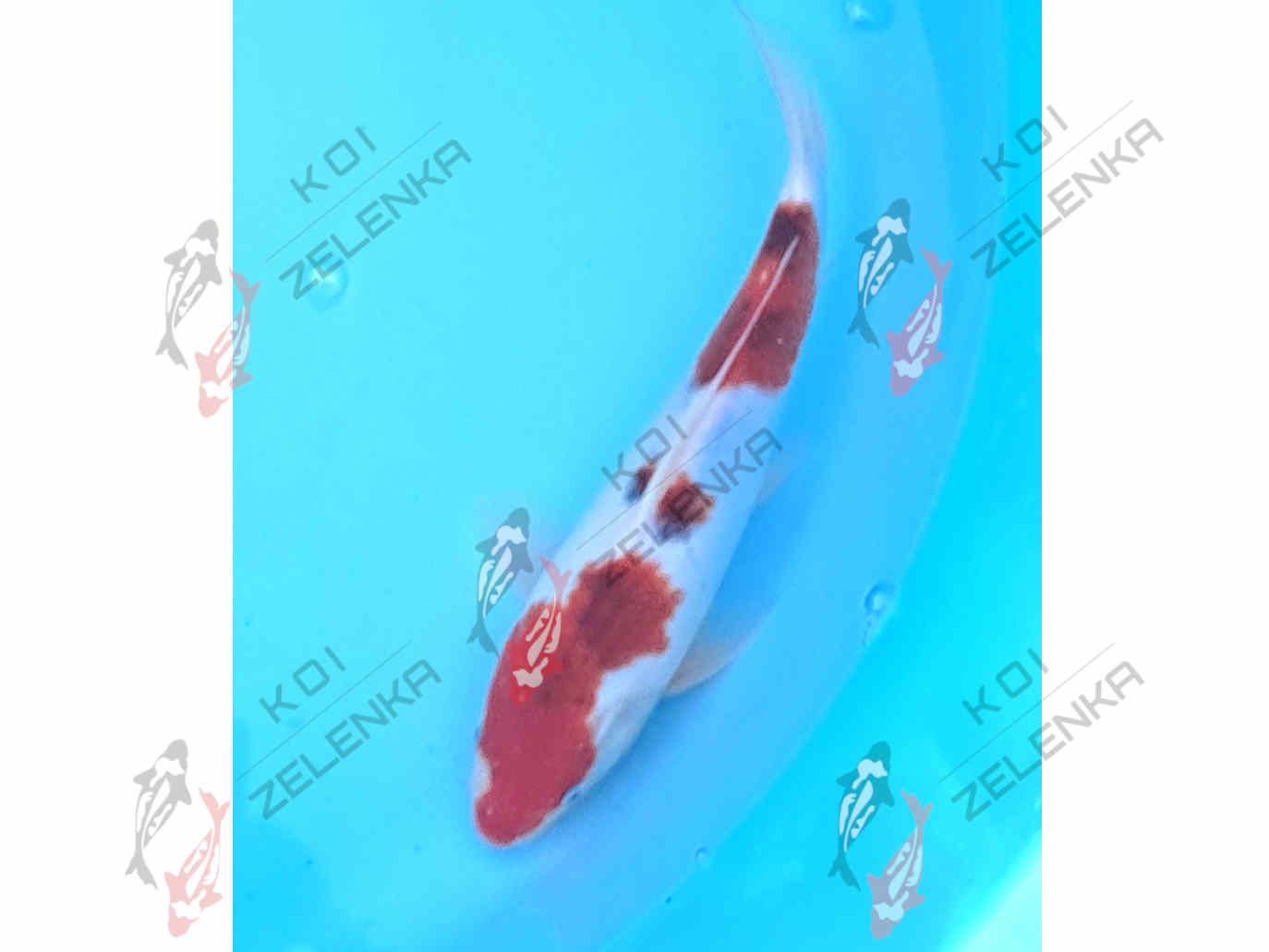 Koi - Goromo