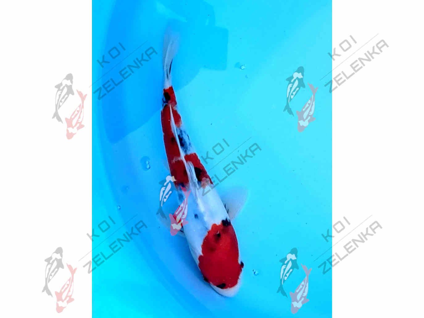 >Koi -  Sanke