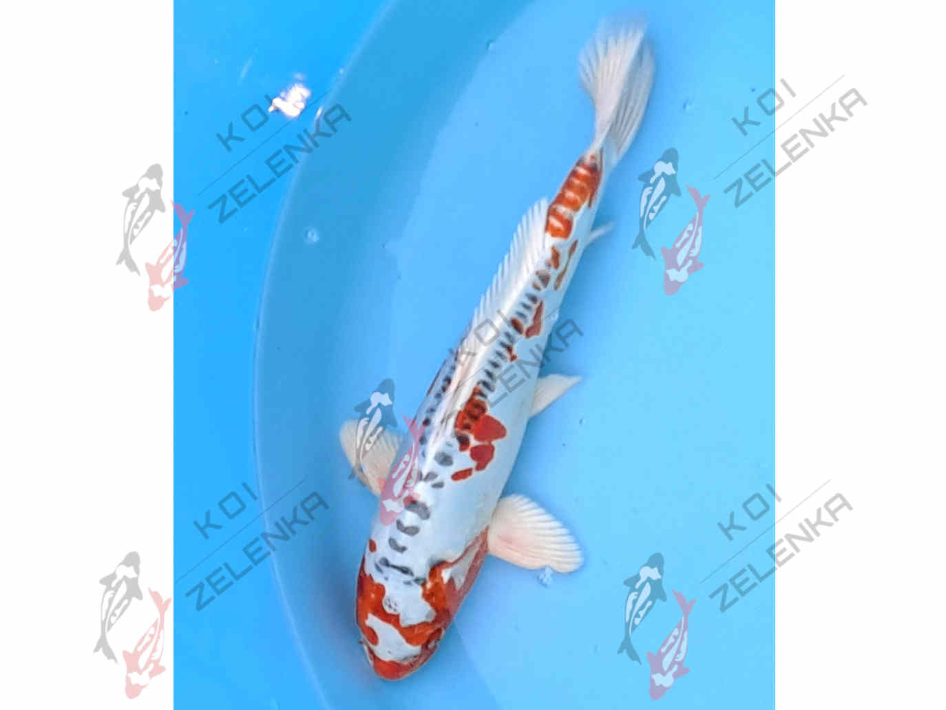 Koi -  Benikikokurui