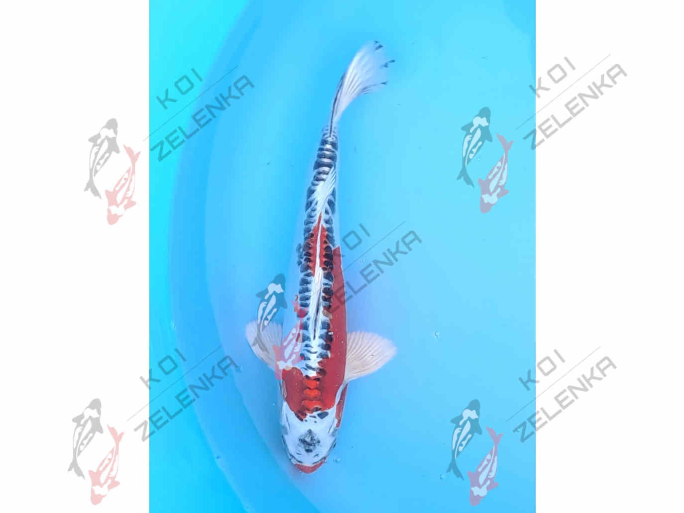 Koi - Shiro Benikikokurui