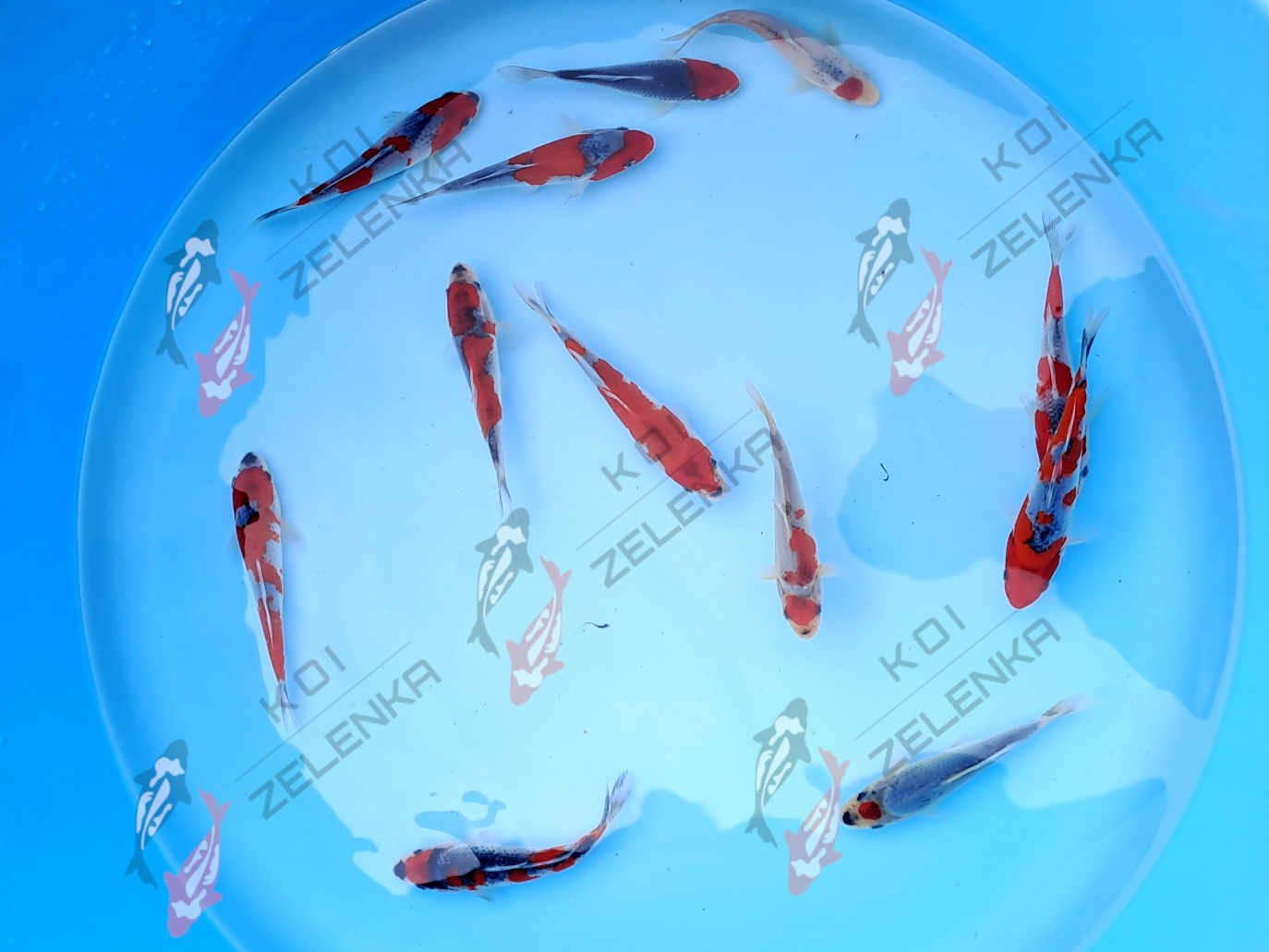 Koi - Goshiki
