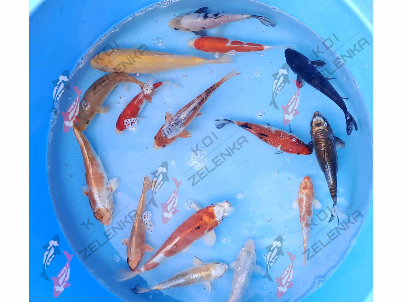Koi - mix