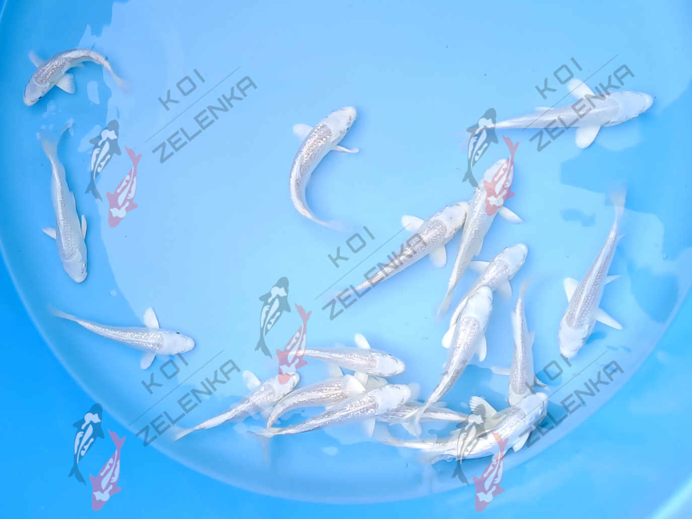 Koi - Platina