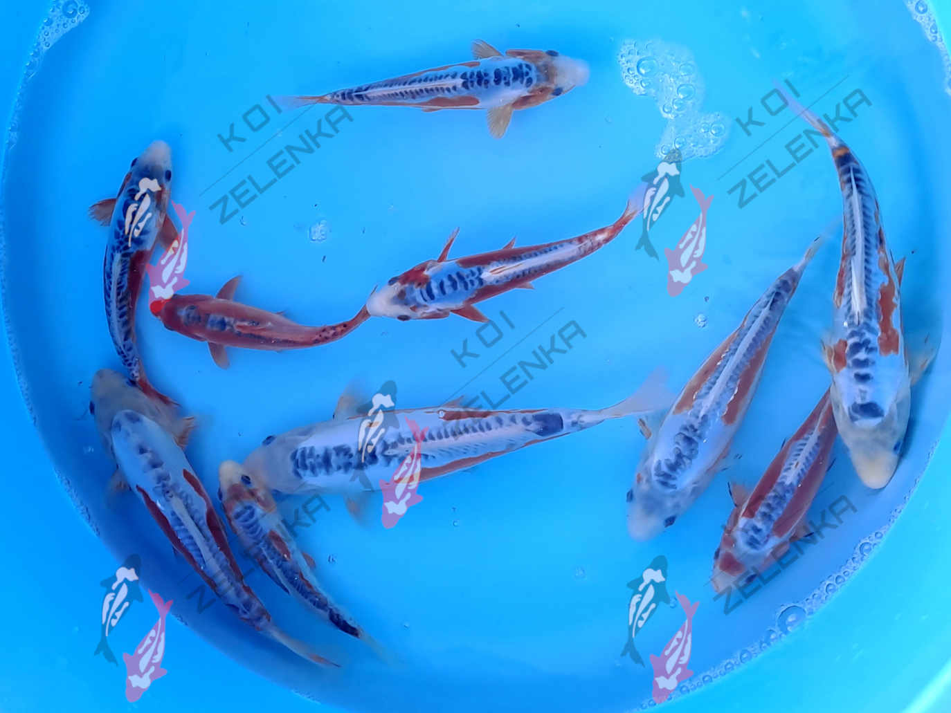 Koi - Shusui