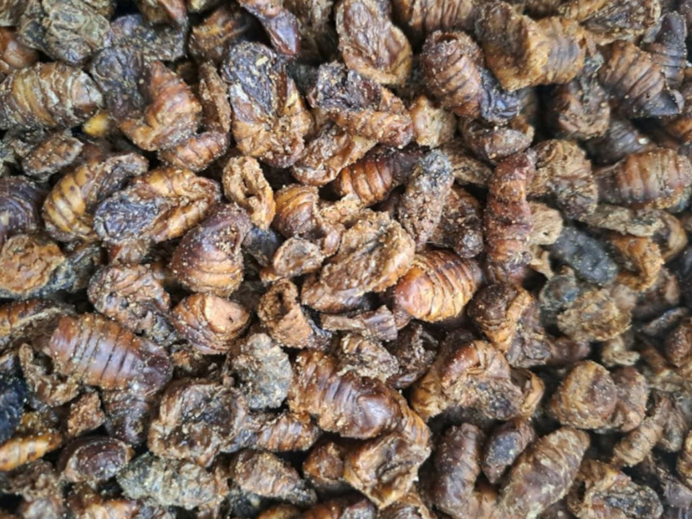 Larvy bource morušového
